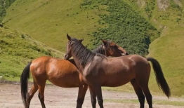 动物交配视频马,揭秘奇妙的交配瞬间