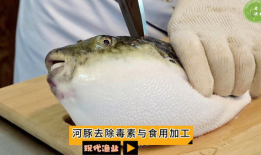 河豚视频,探索海洋生物的奇妙世界