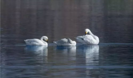白天鹅视频,自然之美与和谐共生